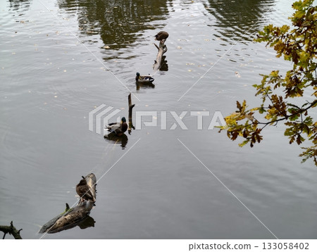 single file ducks cross calm water, procession of ducks advances along peaceful reflective pond single file ducks cross calm water, procession of ducks advances along peaceful reflective pond 133058402