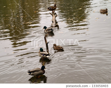 alert duck standing, careful mallard balances on post beside vivid autumn scenery and water alert duck standing, careful mallard balances on post beside vivid autumn scenery and water 133058403