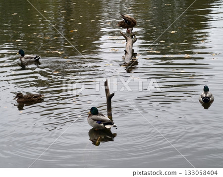mallards swimming together, juvenile ducks coordinate in pond, juvenile mallards paddle in harmony 133058404