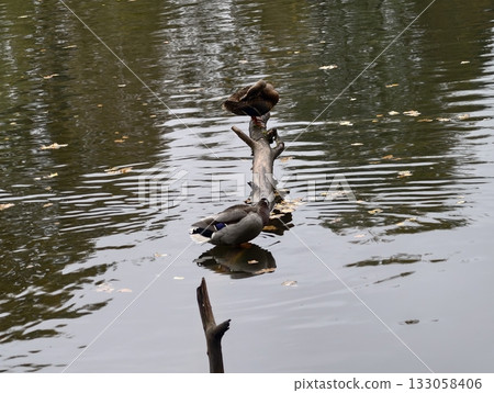 peaceful ducks grooming on log, serene pond setting featuring resting mallards and gentle ripples peaceful ducks grooming on log, serene pond setting featuring resting mallards and gentle ripples 133058406