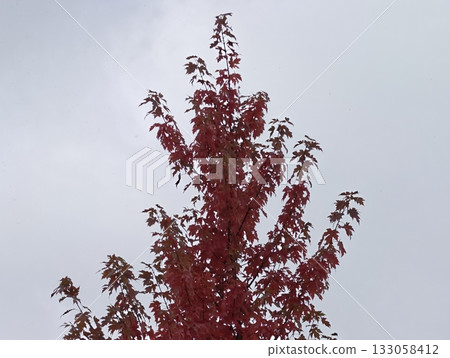 overcast sky highlights vibrant foliage colors, park ranger observes seasonal changes in lush canopy 133058412