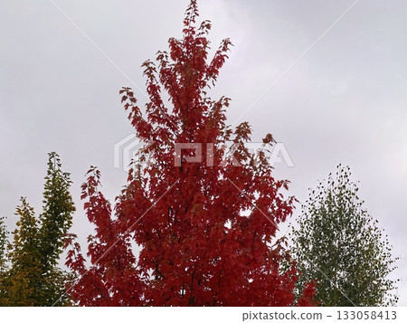 red maples line urban street, seasonal contrast highlights vibrant fall foliage along city sidewalks 133058413