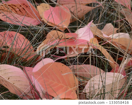 intimate view capturing gentle autumnal colors and slender grass blades amidst fallen foliage intimate view capturing gentle autumnal colors and slender grass blades amidst fallen foliage 133058416