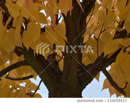 erect tree with bright yellow crowns stands out vividly against overcast sky in still composition erect tree with bright yellow crowns stands out vividly against overcast sky in still composition 133058417