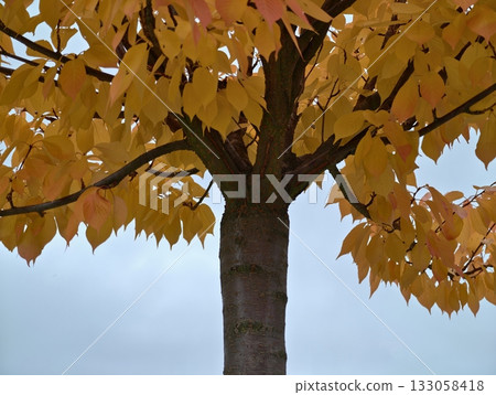 peaceful autumn scene featuring gentle peachtinted leaves with smooth color transition and fragile 133058418