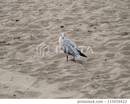 bird perched silently on sandy beach, quiet coastal scene with solitary gull and gentle light bird perched silently on sandy beach, quiet coastal scene with solitary gull and gentle light 133058423