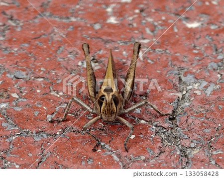 grasshopper stands on concrete, insect exhibits alert posture with vivid exoskeleton in harsh grasshopper stands on concrete, insect exhibits alert posture with vivid exoskeleton in harsh 133058428