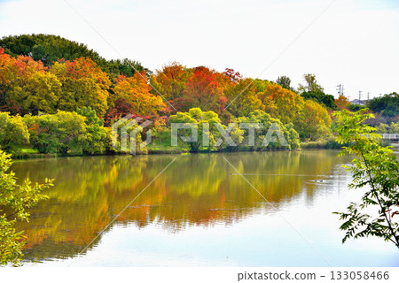 Autumn leaves at Irigaike Park in Nagakute City, Aichi Prefecture Autumn leaves at Irigaike Park in Nagakute City, Aichi Prefecture 133058466