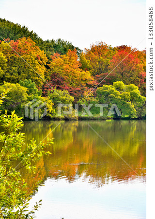 Autumn leaves at Irigaike Park in Nagakute City, Aichi Prefecture Autumn leaves at Irigaike Park in Nagakute City, Aichi Prefecture 133058468
