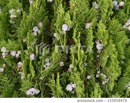 spring garden serenity, vivid scene capturing lush greenery and blooming petal fragments in soft spring garden serenity, vivid scene capturing lush greenery and blooming petal fragments in soft 133058478