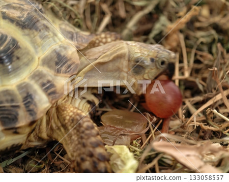 young turtle with tasty snack, small turtle delights in juicy grape surrounded by hay and warm young turtle with tasty snack, small turtle delights in juicy grape surrounded by hay and warm 133058557