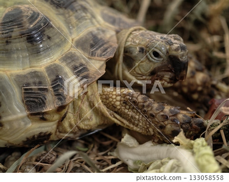 tortoise relaxing amid natural surroundings, scenic view of tortoise with patterned shell 133058558