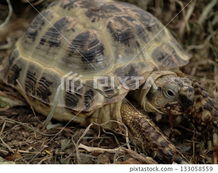 tortoise journeys through natural debris, slowmoving reptile traverses earth with unwavering resolve 133058559