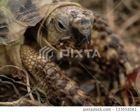 close tortoise study, detailed tortoise feeding examination, highresolution image of tortoise 133058561