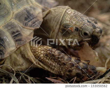 artistic tortoise detail, intimate closeup of tortoise with textured shell under atmospheric 133058562