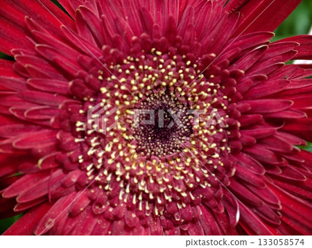bright floral celebration, lively red gerbera daisy emphasizing vibrant summer energy 133058574