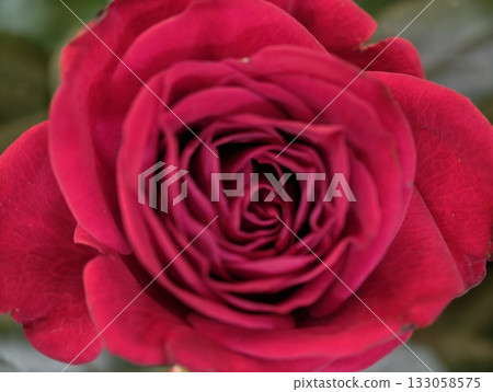 passionate floral symbolism, vivid scarlet rose with luxurious petals symbolizes deep affection 133058575