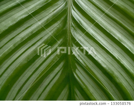 glossy verdant foliage emphasizing bold vein architecture and textured surface for design glossy verdant foliage emphasizing bold vein architecture and textured surface for design 133058576