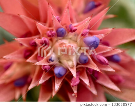 dynamic tropical botanical composition emphasizing unusual shapes and vibrant colors for decorative 133058577