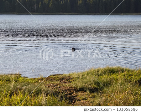 dog navigates lake with playful vigor, canine swims through rippling lake toward grassy shoreline dog navigates lake with playful vigor, canine swims through rippling lake toward grassy shoreline 133058586