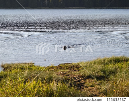 calm canine traverses still waters, solitary canine moves across tranquil lake with distant pine calm canine traverses still waters, solitary canine moves across tranquil lake with distant pine 133058587