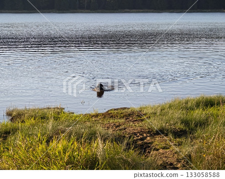 dog shows alertness after emerging from water, canine stands vigilant after coming ashore from lake 133058588
