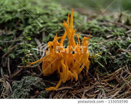 lively coral fungi on moist ground, vivid orange fungus with intricate branches in woodland setting 133058590