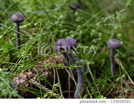fragile mushroom scene, gentle scene of dewkissed purple inkcap mushrooms situated at meadow 133058591