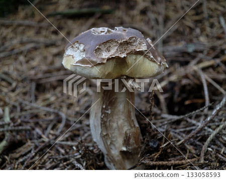brown bolete emerging among pine needles, pine forest floor hosts solitary brown bolete 133058593