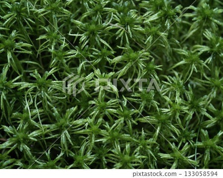 detailed closeup of vibrant green moss showcasing radial shoots and soft matte surface suitable 133058594