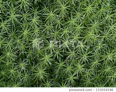 close detailed view of tightly packed moss with starshaped shoots and sustainable ground covering 133058596