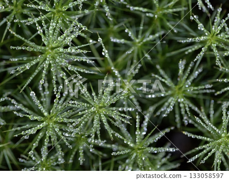 comprehensive imagery capturing detailed patterns and moisture on moss surfaces for academic 133058597