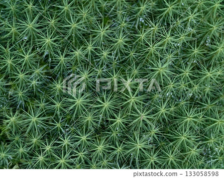 vivid leafy green surface with stars, seamless moss design featuring star motifs for various uses 133058598