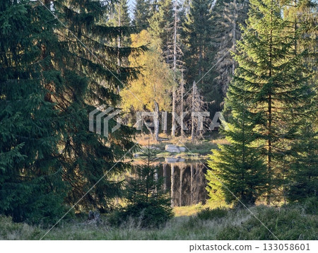 tranquil forest view with reflections, calm woodland enclave featuring reflective water and lush 133058601