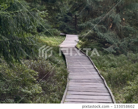 serene woodland trail amidst greenery, peaceful pathway navigating lush forest environment serene woodland trail amidst greenery, peaceful pathway navigating lush forest environment 133058602