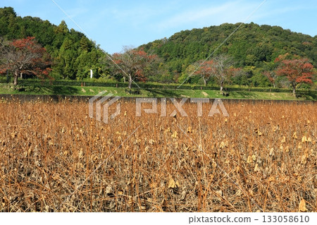 Autumn lotus pond Autumn lotus pond 133058610