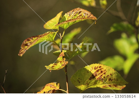 Yellow mulberry leaves 133058614