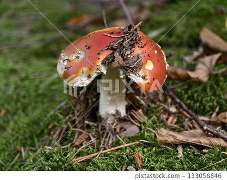 red toadstool decorated with moss, scarlet fly agaric surrounded by woodland moss and debris red toadstool decorated with moss, scarlet fly agaric surrounded by woodland moss and debris 133058646