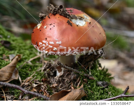 shiny orange amanita growing on moist moss, colorful amanita mushroom with white specks atop damp 133058647