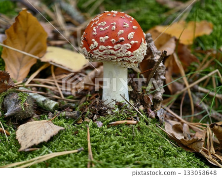 red toadstool among autumn leaves, emerging red toadstool with white warts beside fallen autumn red toadstool among autumn leaves, emerging red toadstool with white warts beside fallen autumn 133058648