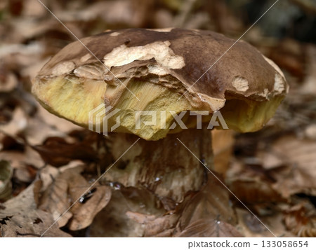 rustic seasonal porcini details, natural and sustainable ingredients for seasonal culinary creations 133058654