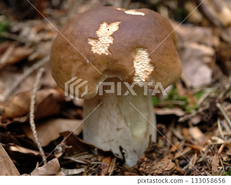 closeup of mushroom cap details, educational image showcasing closeup of porcini mushroom features 133058656