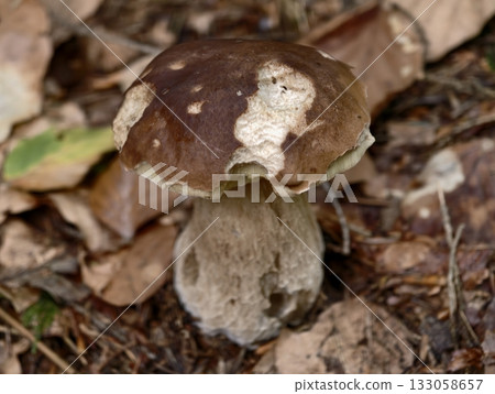 autumn fungi with decay textures, decayed porcini standing on leafcovered forest floor during autumn autumn fungi with decay textures, decayed porcini standing on leafcovered forest floor during autumn 133058657