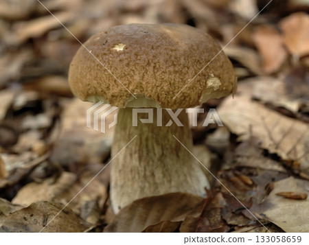 fresh mushroom foraging, locally foraged gourmet porcini mushrooms featuring ecofriendly collection 133058659