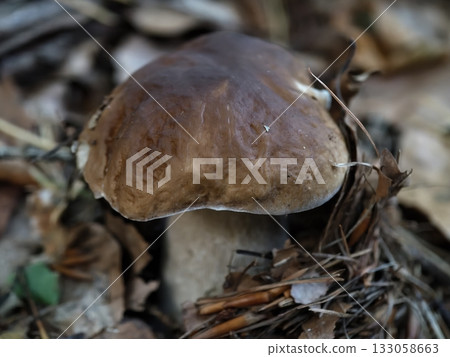 foraged fungi beneath forest canopy, rustic mushroom found amid pine needles with morning sunlight 133058663