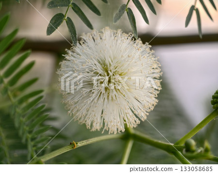 calm botanical setting with delicate features, peaceful image of blossoms on lush green branches calm botanical setting with delicate features, peaceful image of blossoms on lush green branches 133058685