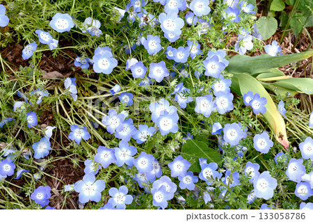  Kobe Nunobiki Herb Garden 133058786
