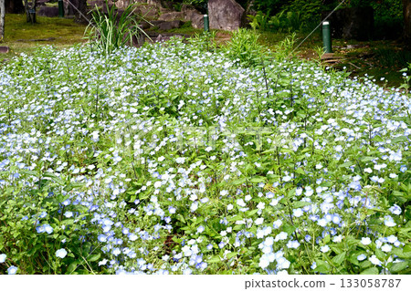  Kobe Nunobiki Herb Garden 133058787