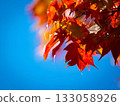 A beautiful scene of red autumn leaves and maple trees swaying against a clear blue sky and sunlight filtering through the trees. 133058926