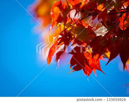 A beautiful scene of red autumn leaves and maple trees swaying against a clear blue sky and sunlight filtering through the trees. 133058926